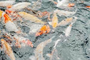 koi fishes in the Balinese pond photo