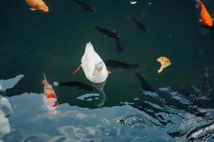 koi fishes in the Balinese pond photo