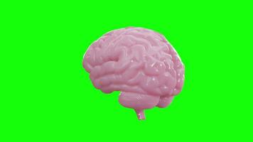 spin pink brain on isolate green screen chroma key background.Science and anatomy concept. 4k resolution. Seamless loop. video