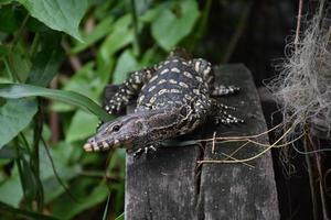 monitor de agua asiático - varanus salvator también monitor de agua común, gran lagarto varanid nativo foto