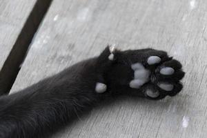 Close up black cat feet photo