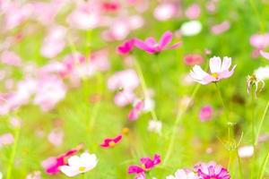 Beautiful pink cosmos flower garden. Pink flower field background. Spring season. Fresh environment. Pink, pale pink cosmos flowers with green leaves in garden. Background for happy, joy, and calm. photo