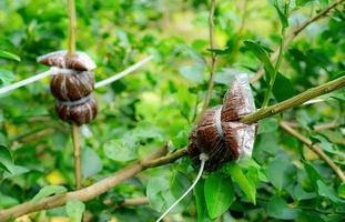 capas de aire de una rama de tilo en un jardín orgánico. Propagación de plantas de acodo aéreo. finca de agricultura orgánica. propagación de la huerta. tilo con hojas verdes en el jardín. capas chinas. foto