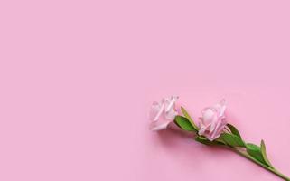 tulip pink flower on pink background. Flat lay, top view with copy space photo