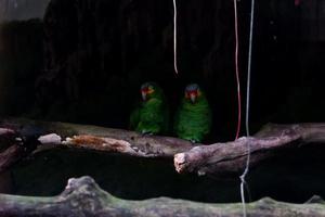 A yellow-naped parrot that is perched in its cage while cleaning feathers on its wings. photo