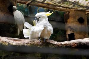 An eleonora parrot that is perched in its cage while cleaning feathers on its wings. photo