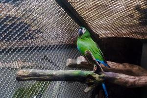 A yellow-naped parrot that is perched in its cage while cleaning feathers on its wings. photo