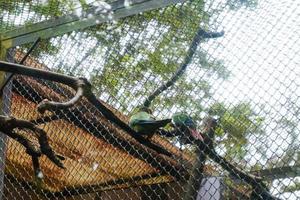 A yellow-naped parrot that is perched in its cage while cleaning feathers on its wings. photo