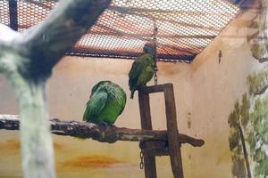 A yellow-naped parrot that is perched in its cage while cleaning feathers on its wings. photo