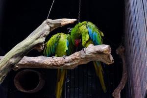 A yellow-naped parrot that is perched in its cage while cleaning feathers on its wings. photo