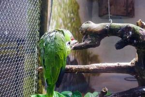 A yellow-naped parrot that is perched in its cage while cleaning feathers on its wings. photo