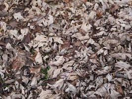 Dull Leaf Pile on Green Grass photo