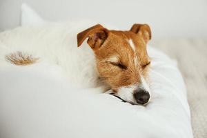 Dog sleeping and resting at the bed. photo