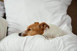 Dog sleeping and resting at the bed. photo