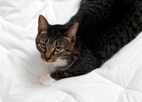 Grey and white tabby cat on a bed photo