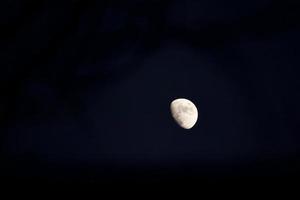 Navy Moon Bright photo