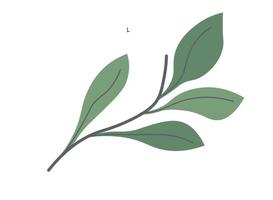 Tea leaf, foliage and botany of spring plants vector