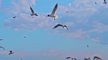 gaivota voando no céu de água do oceano video