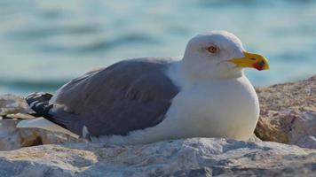 mouette au bord de la mer video