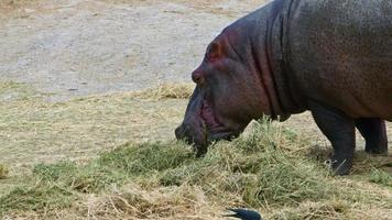 hippopotame broutant et mangeant de l'herbe video