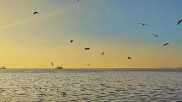 gaivota voando no céu de água do oceano video