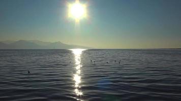 gaivota voando no céu de água do oceano video