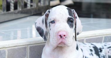 vue de face du chien dogue allemand regardant vers le bas sur le sol. video