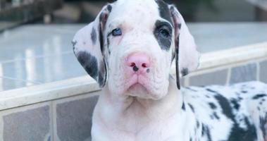 vue de face du chien dogue allemand regardant vers le bas sur le sol. video