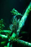 Underwater world. Lionfish fish in an aquarium photo