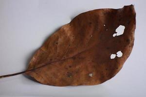 dry leaf only 1 over plain white background. photo