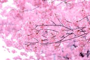 color pastel suave hermosa flor de cerezo sakura floreciendo con desvanecimiento en flor de sakura rosa pastel, plena floración una temporada de primavera en japón foto