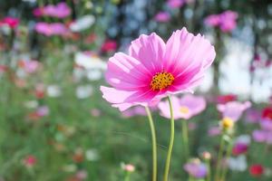 flor de cosmos rosa hermosa que florece en el jardín foto