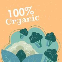 Organic and natural broccoli and cauliflowers vector