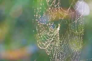 Rain drop blurred spiderweb natural abstract colorful garden photo