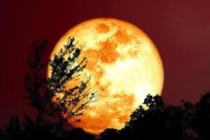 árbol de silueta de luna de sangre de súper grano en el campo en el cielo nocturno foto
