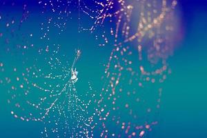Blurred cobweb dew drop and rain on web and dark blue photo