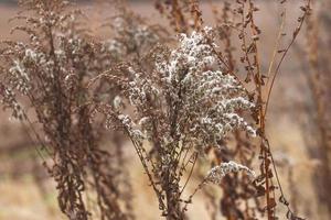 Dry soft flowers in the field on beige background. photo