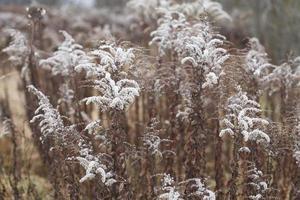 Dry soft flowers in the field on beige background. photo