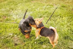 two dogs sniffing each other outside in greeting photo