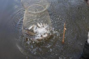 la jaula de malla metálica para peces está instalada en el agua del río cerca de la orilla. foto