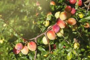 Organic plums ripening on the tree in the garden photo