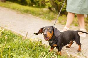 mujer camina con el perro con correa en el parque. el perro salchicha ladra cerca de los pies de una mujer foto