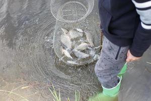 boy child fisherman lifts a fish net. Metal mesh cage is installed in the river water near the shore photo