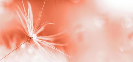 a drop of water on a dandelion. dandelion on a red background with copy space close-up. banner photo