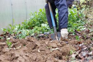 Man digging the ground with a shovel in the garden. Agricultural work. Autumn yard work. photo