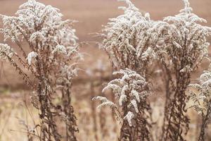 Dry soft flowers in the field on beige background. photo
