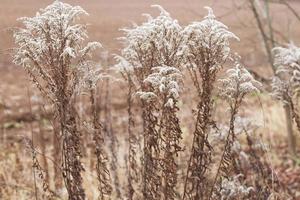 Dry soft flowers in the field on beige background. photo