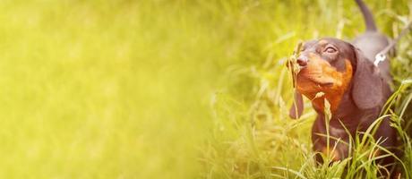 portrait of a cute dachshund dog in a field of dandelions. banner photo