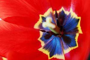 tulipán rojo abierto. fondo de patrón de flores. tulipán pistilo macro foto