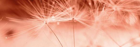 a drop of water on a dandelion. dandelion on a red background with copy space close-up. banner photo